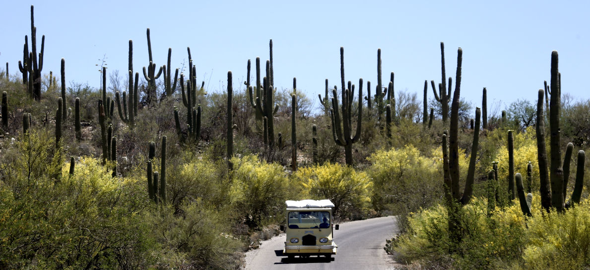 Sabino Canyon